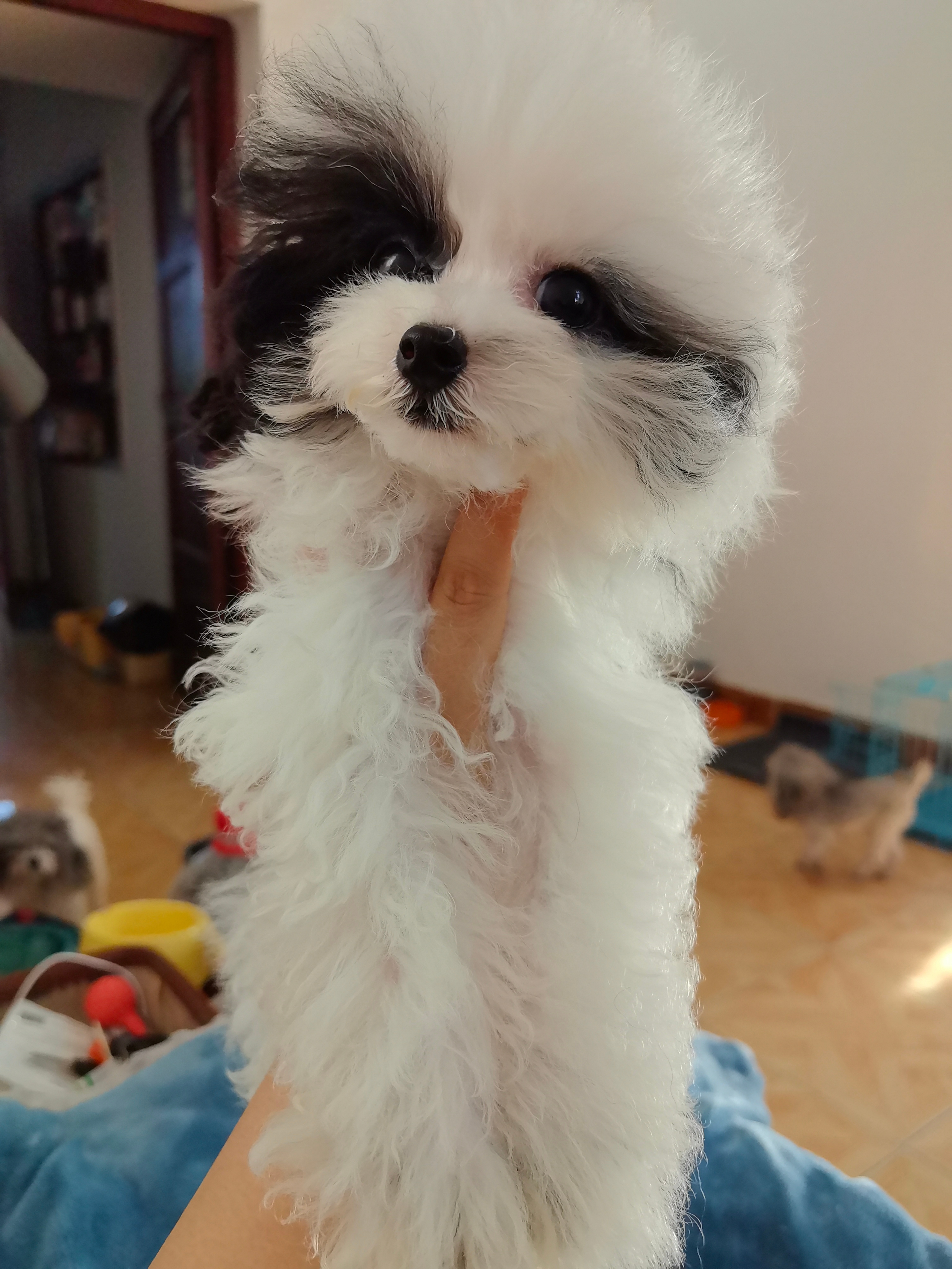 4个月茶杯黑白花泰迪弟弟